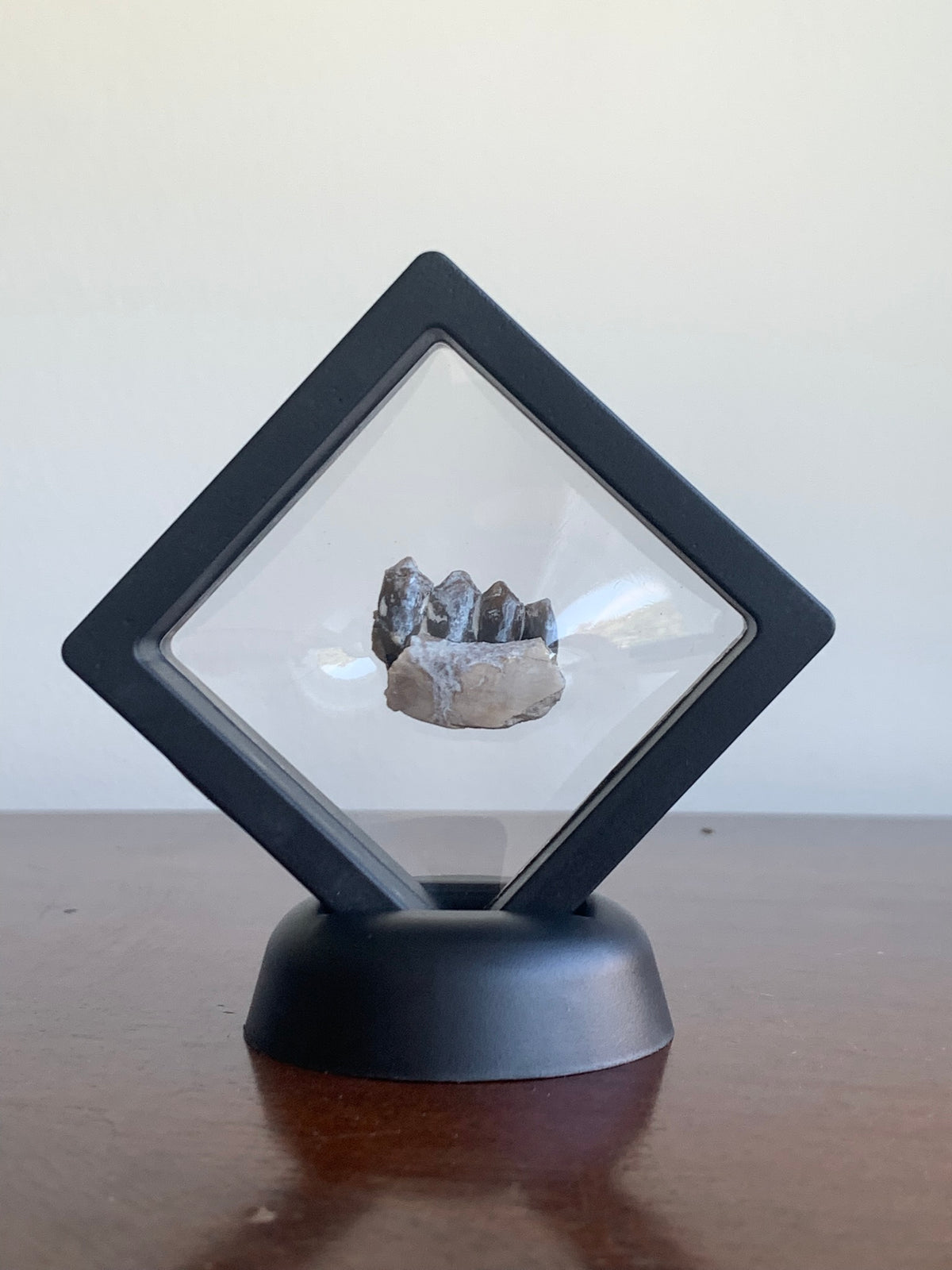 Fossil Camel Jaw Section With Teeth, Poebrotherium