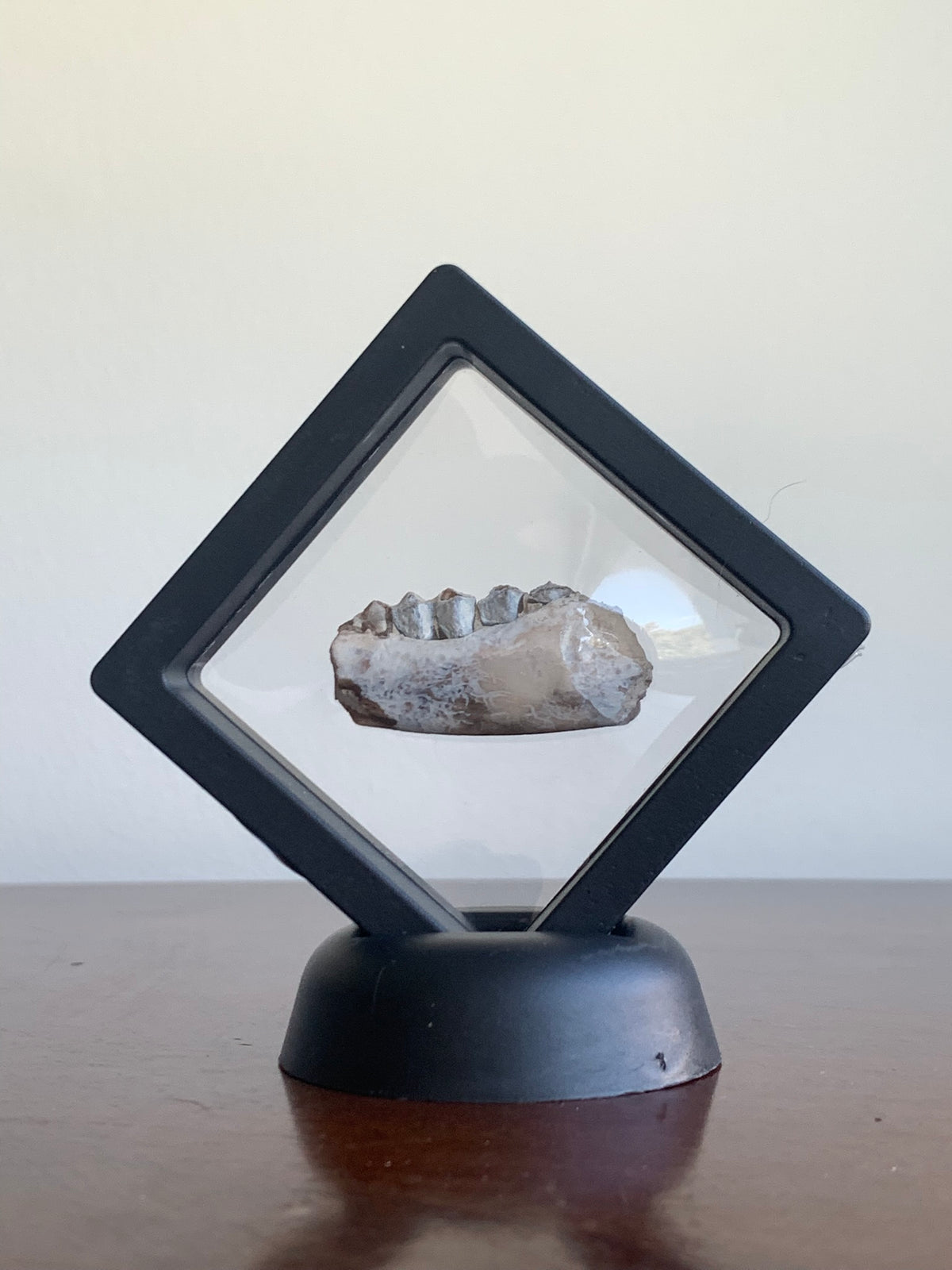 Fossil Camel Jaw Section With Teeth, Poebrotherium