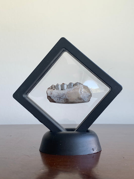 Fossil Camel Jaw Section With Teeth, Poebrotherium