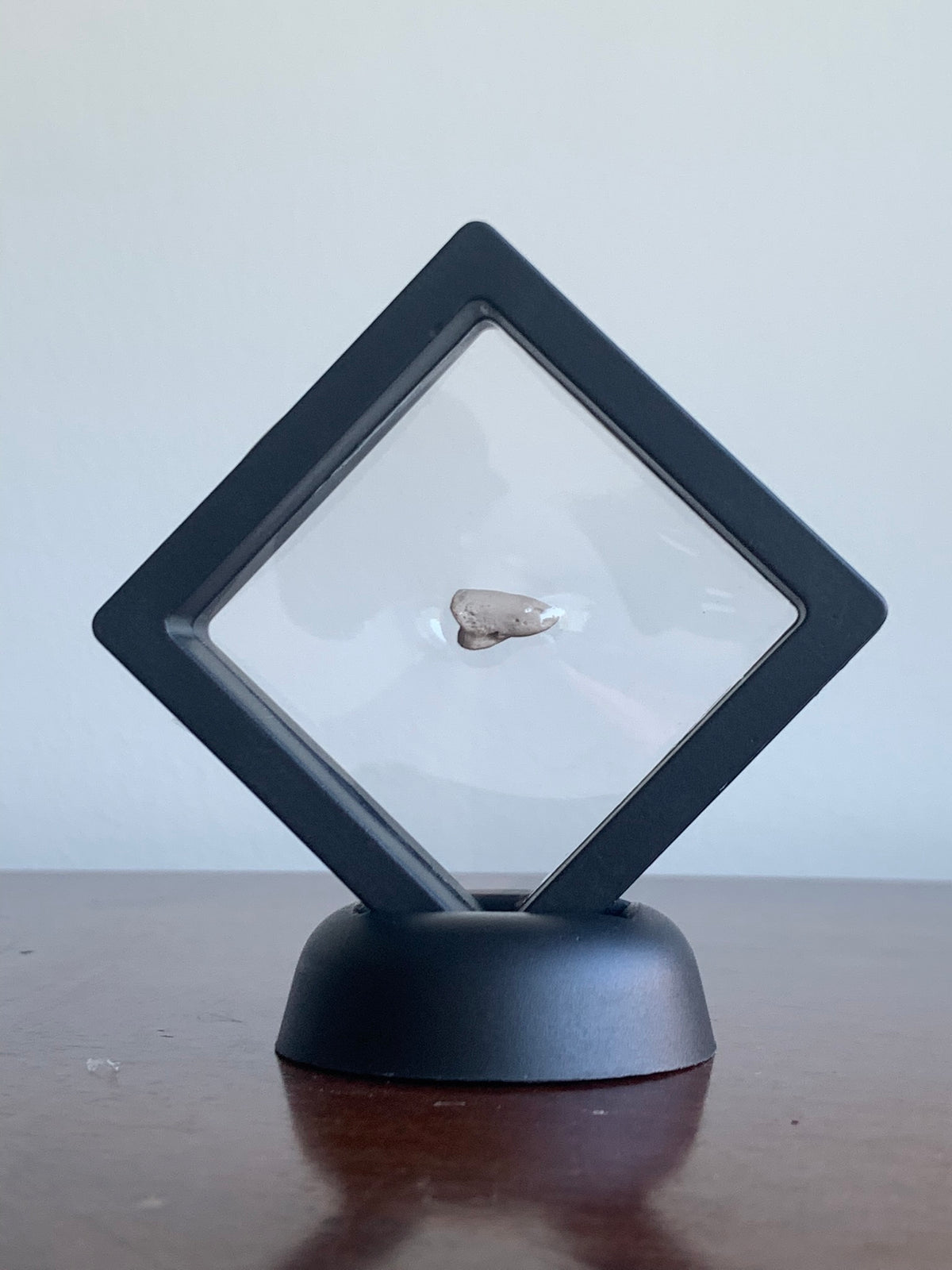 Fossil Oreodont Hoof
