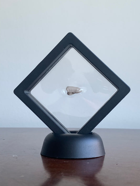 Fossil Oreodont Hoof