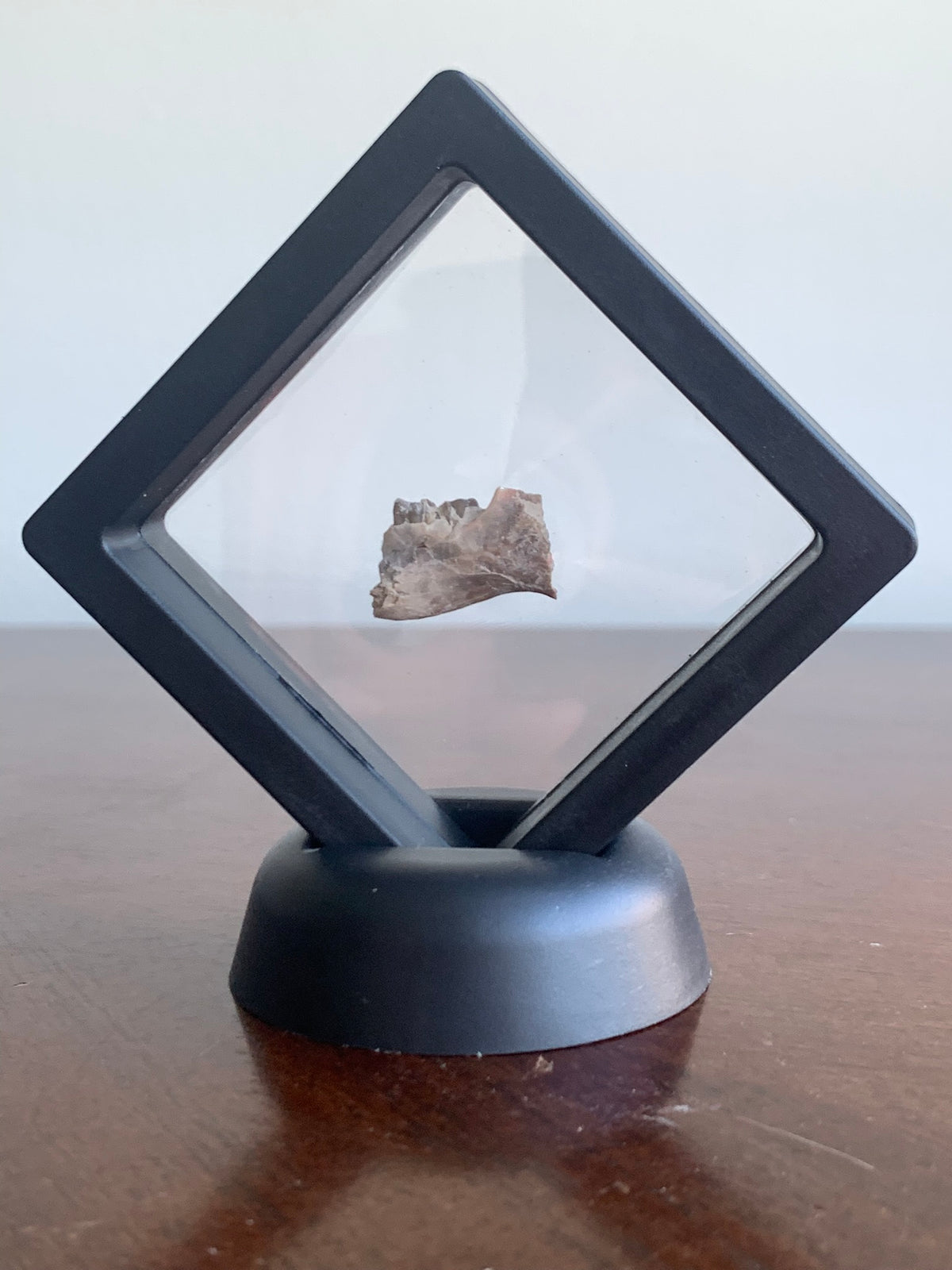 Fossil Squirrel Jaw, Ischyromys