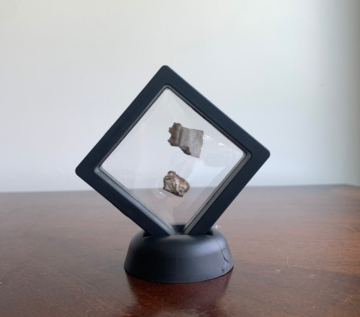 Fossil Horse Teeth, Mesohippus, Upper & Lower