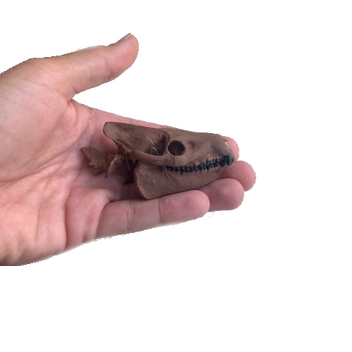 Oreodont Skull Replica Miniature 1:3 or 1:6 Scale Painted and Unpainted Resin Fossil Cast Prehistoric Mammal Merycoidodon