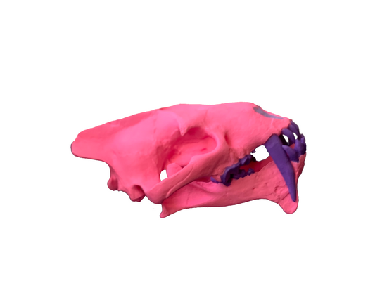 Colorful Pink and Purple Saber Tooth Cat Fossil Animal Skull Replica Hoplophoneus primaevus - STEM, Fossil Skull Decor, Creepy Home Decor, Gothic Decor