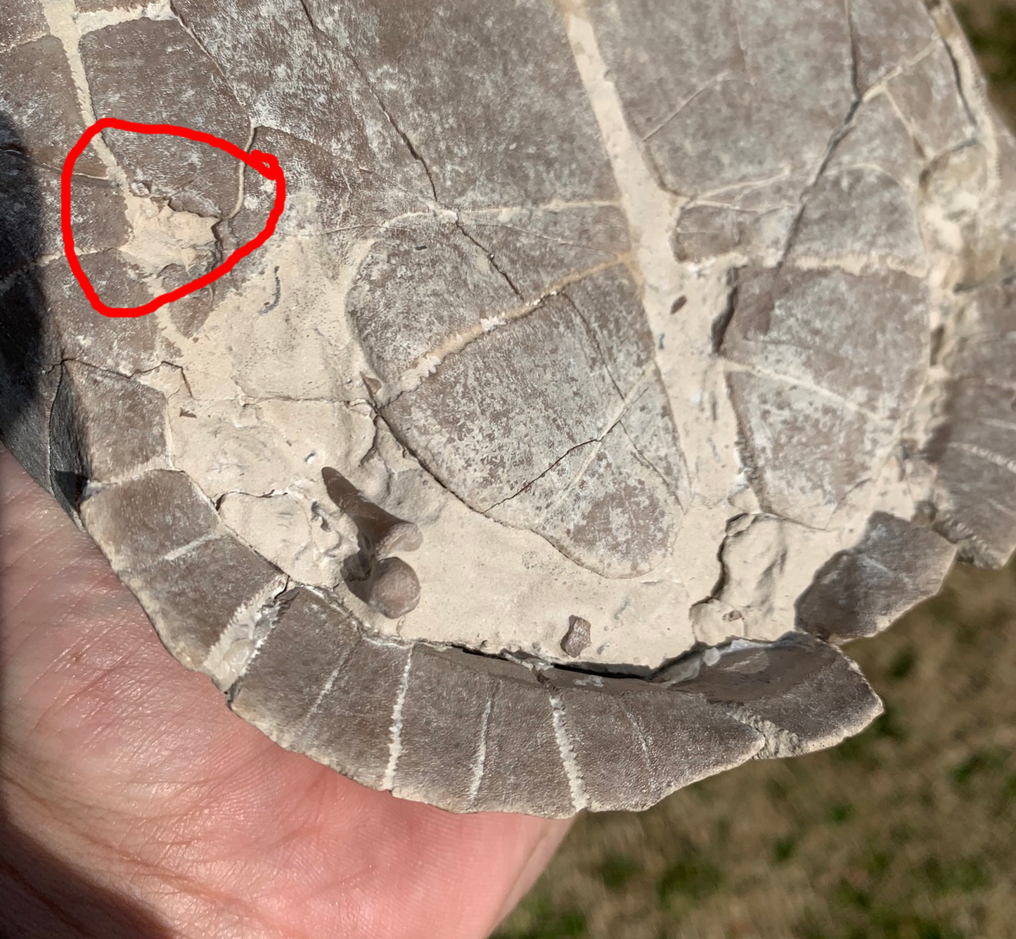 Super Awesome Stylemys Fossil Tortoise Crushed by a Predator