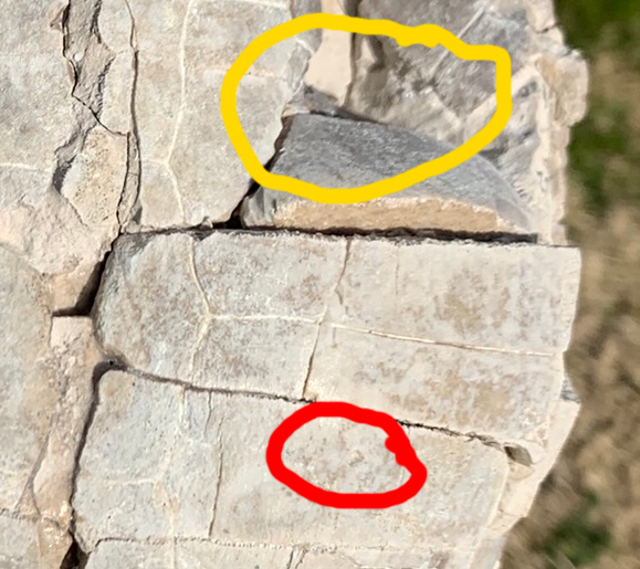 Super Awesome Stylemys Fossil Tortoise Crushed by a Predator
