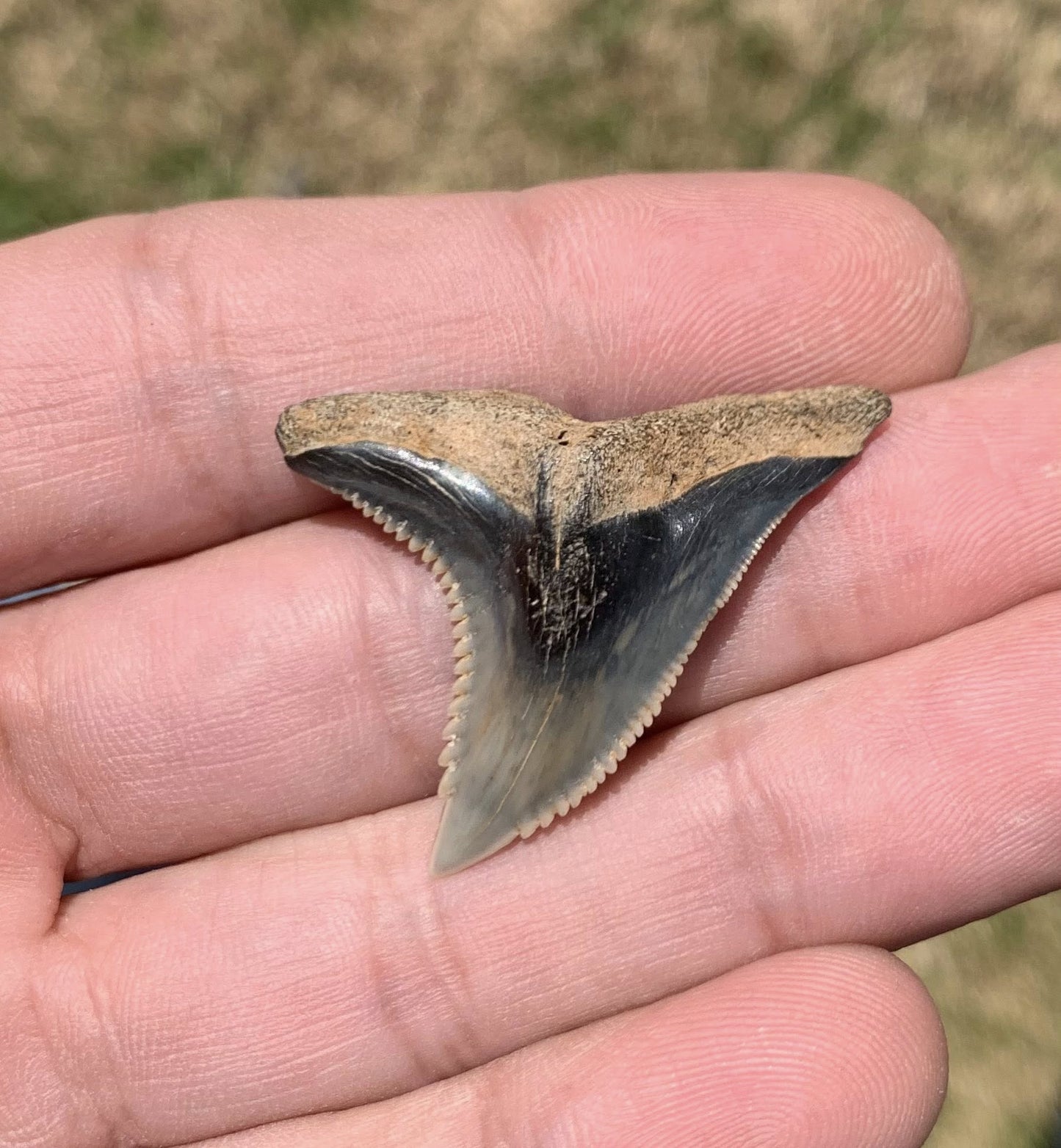 Fossil Hemipristis serra - Virginia