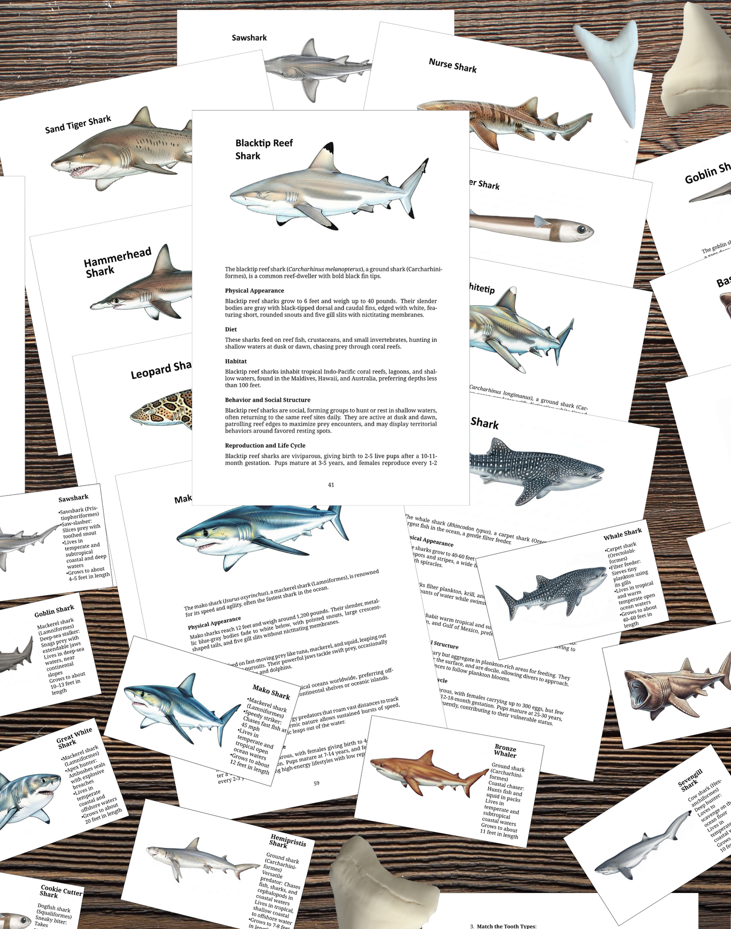 Printable Shark Unit Study (109 Pages) | Marine Biology, Anatomy, Flashcards & Fossil Tooth Guide