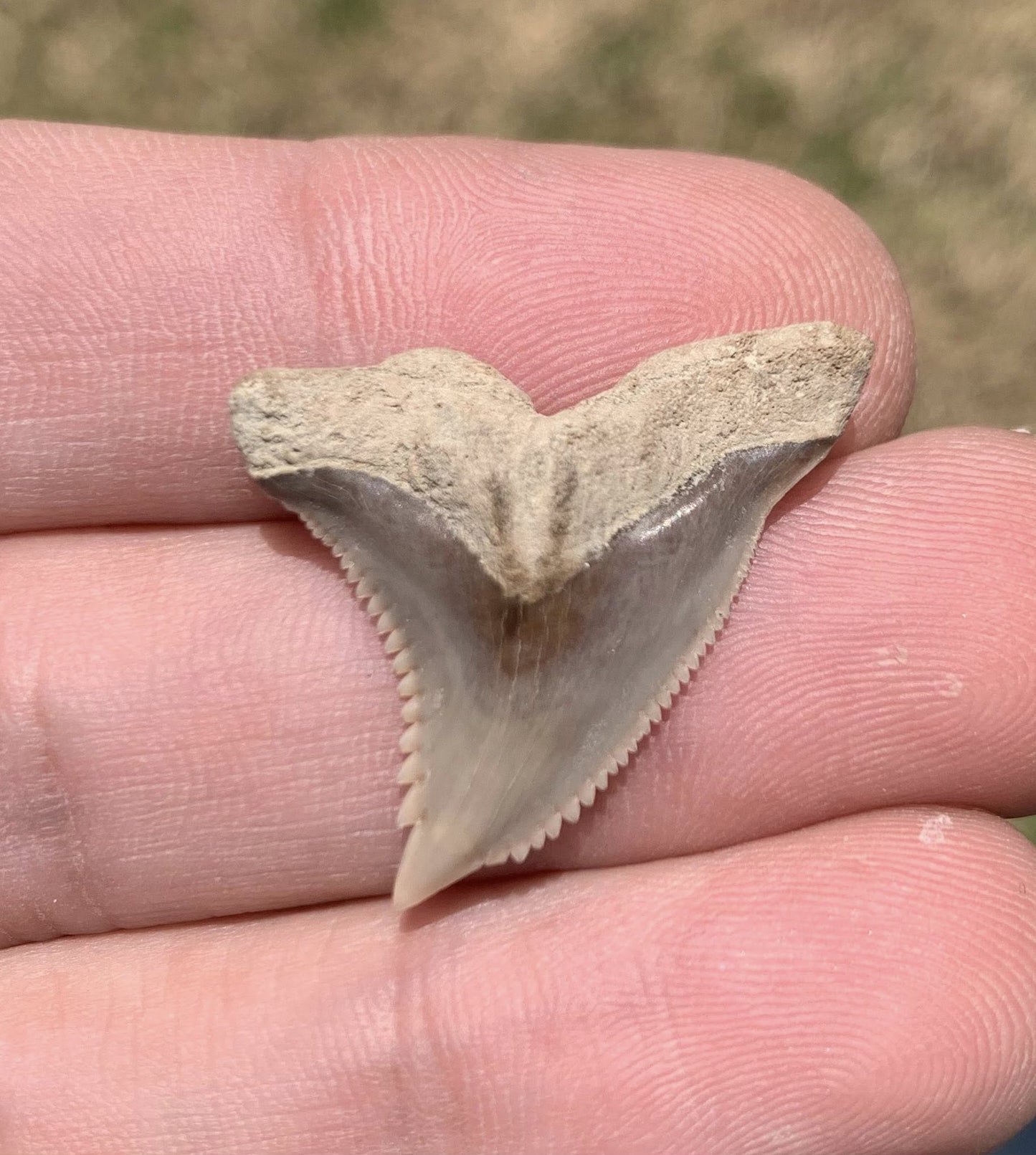 Fossil Hemipristis serra - Maryland