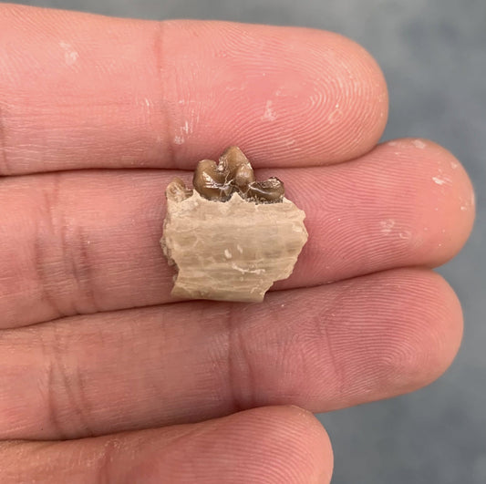 Fossil Dog Jaw With Tooth, Hesperocyon
