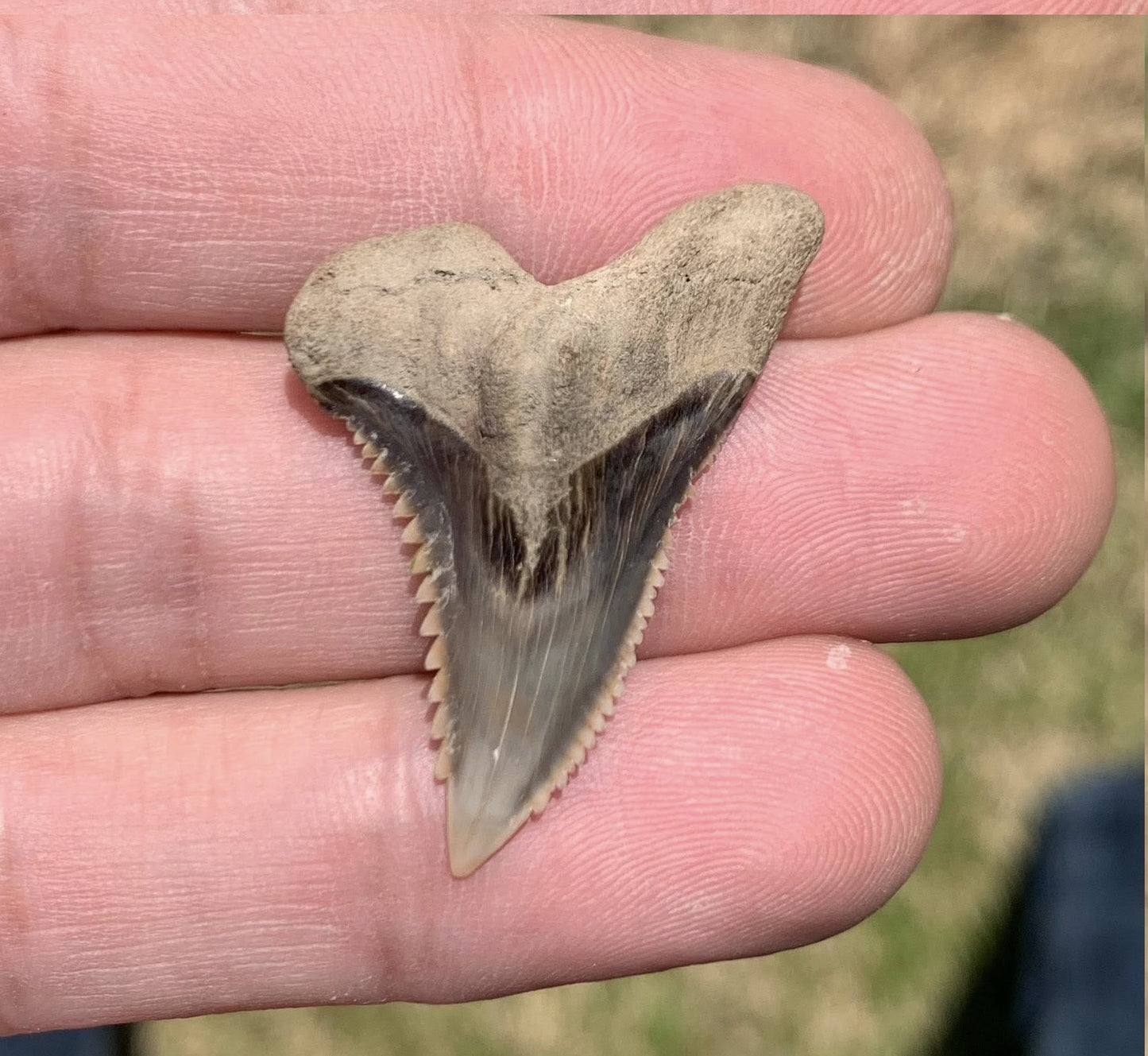 Fossil Hemipristis serra - Virginia
