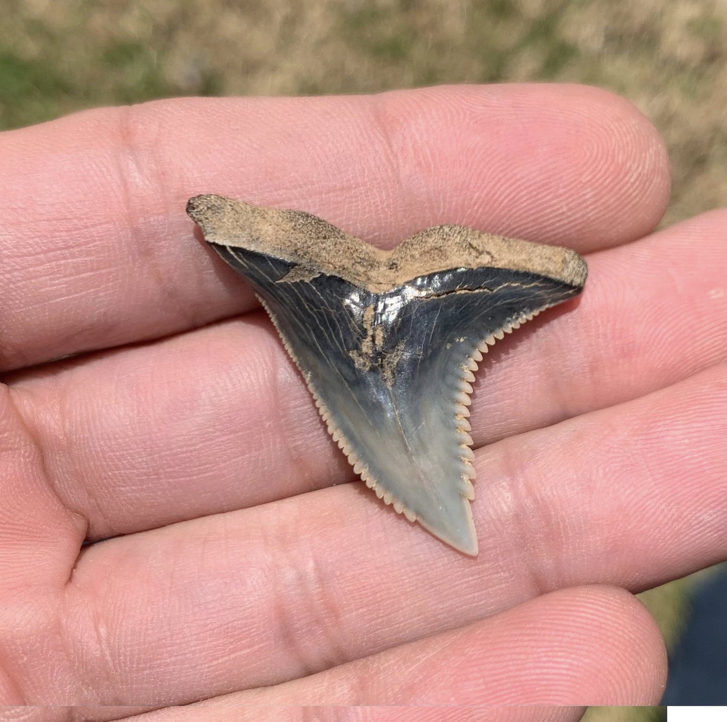 Fossil Hemipristis serra - Virginia