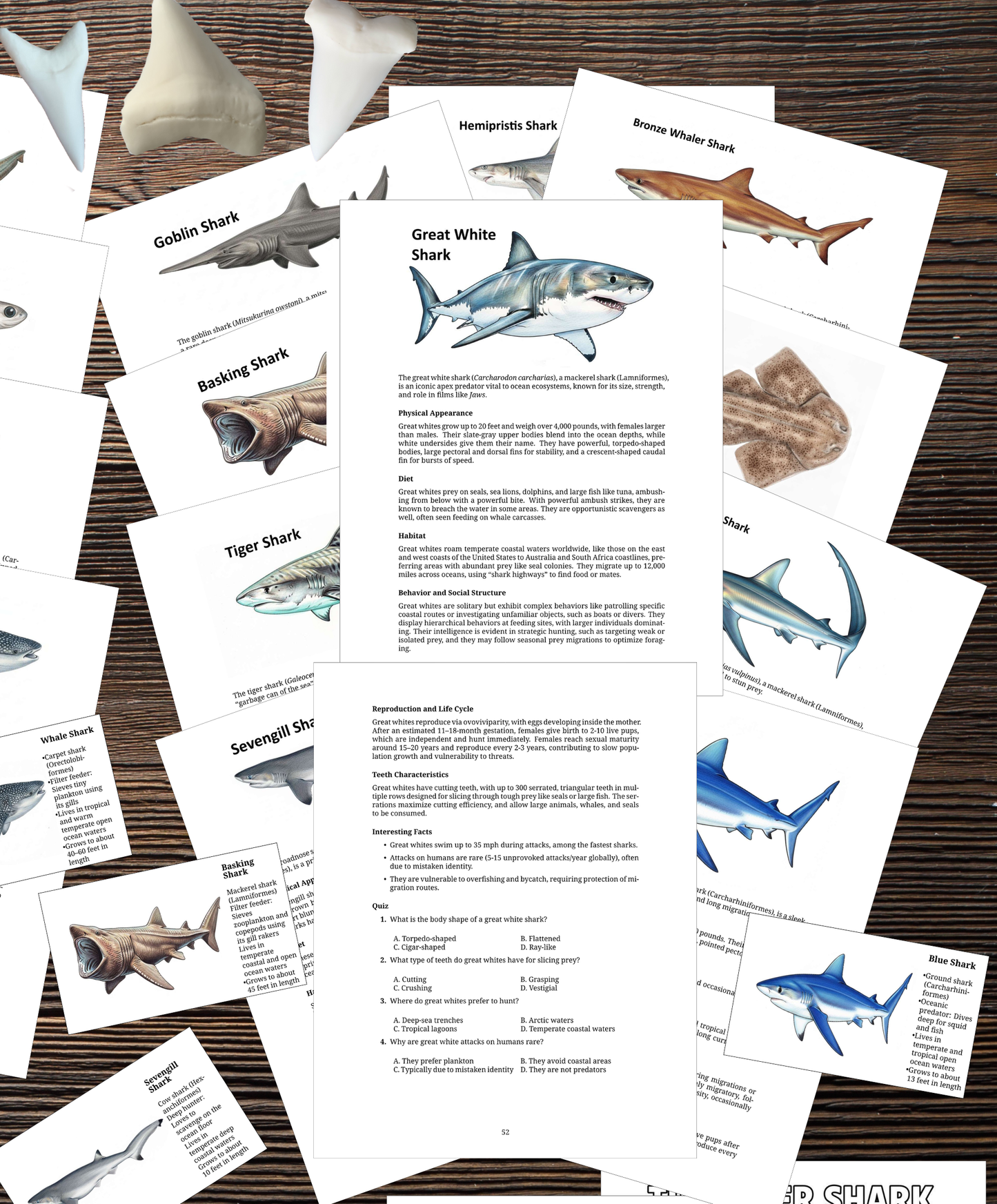 Printable Shark Unit Study (109 Pages) | Marine Biology, Anatomy, Flashcards & Fossil Tooth Guide