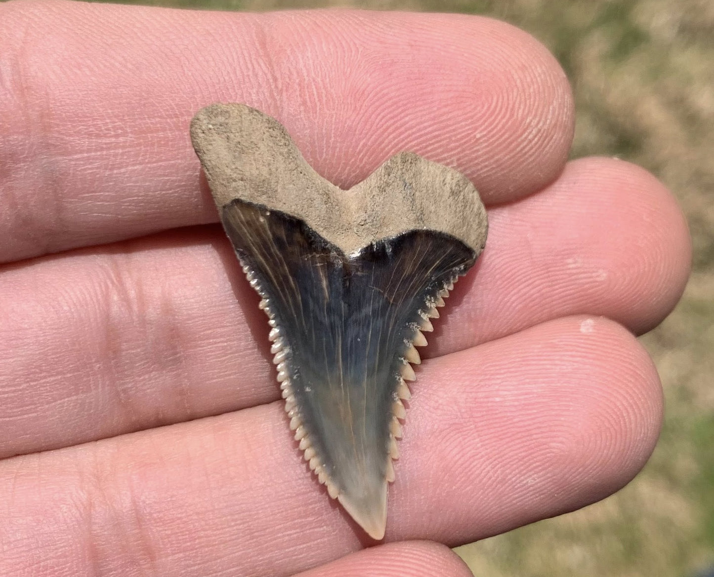 Fossil Hemipristis serra - Virginia