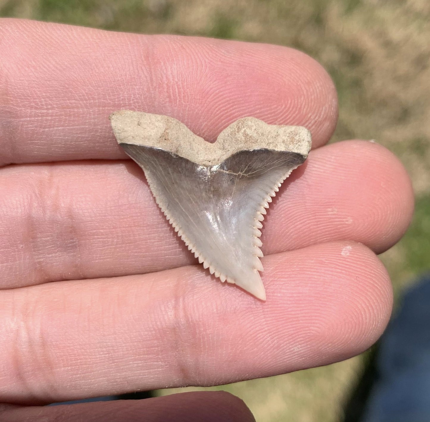 Fossil Hemipristis serra - Maryland