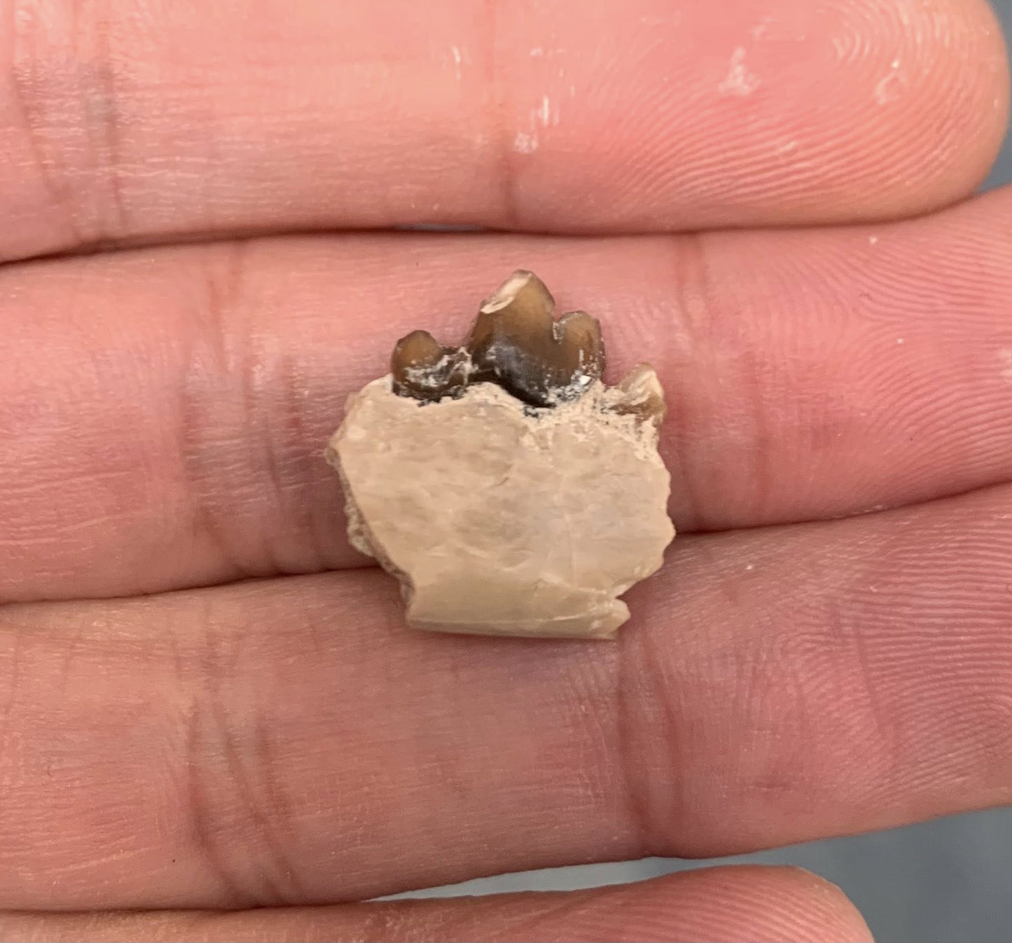 Fossil Dog Jaw With Tooth, Hesperocyon
