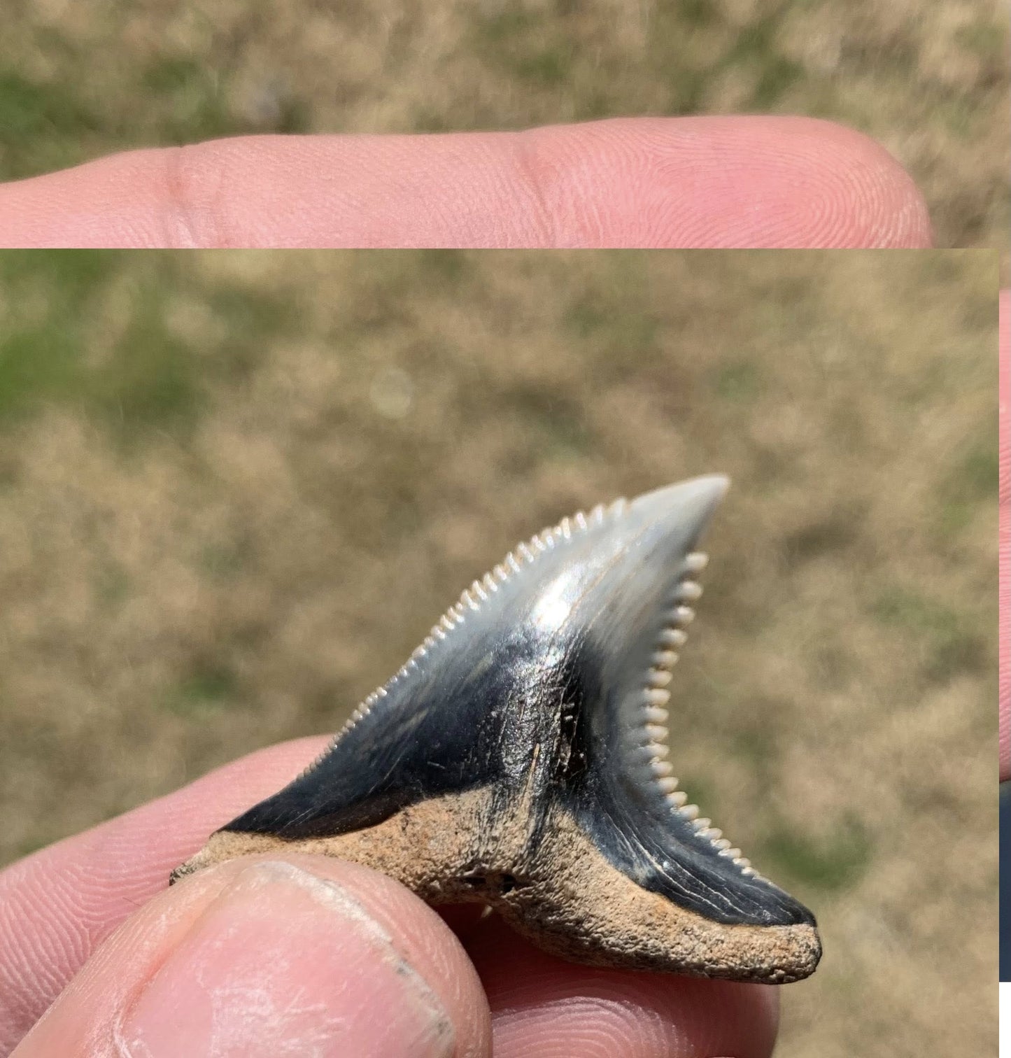 Fossil Hemipristis serra - Virginia