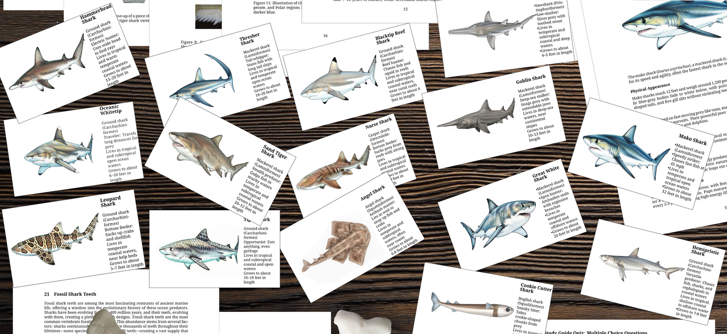 Printable Shark Unit Study (109 Pages) | Marine Biology, Anatomy, Flashcards & Fossil Tooth Guide