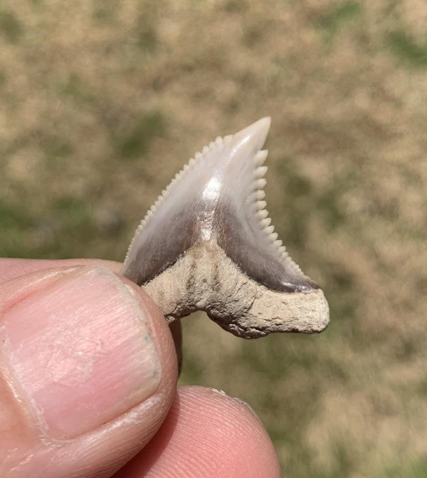 Fossil Hemipristis serra - Maryland
