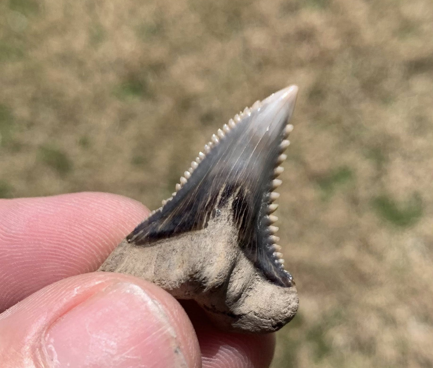 Fossil Hemipristis serra - Virginia