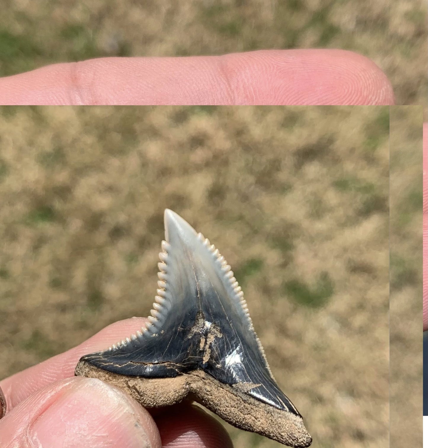 Fossil Hemipristis serra - Virginia