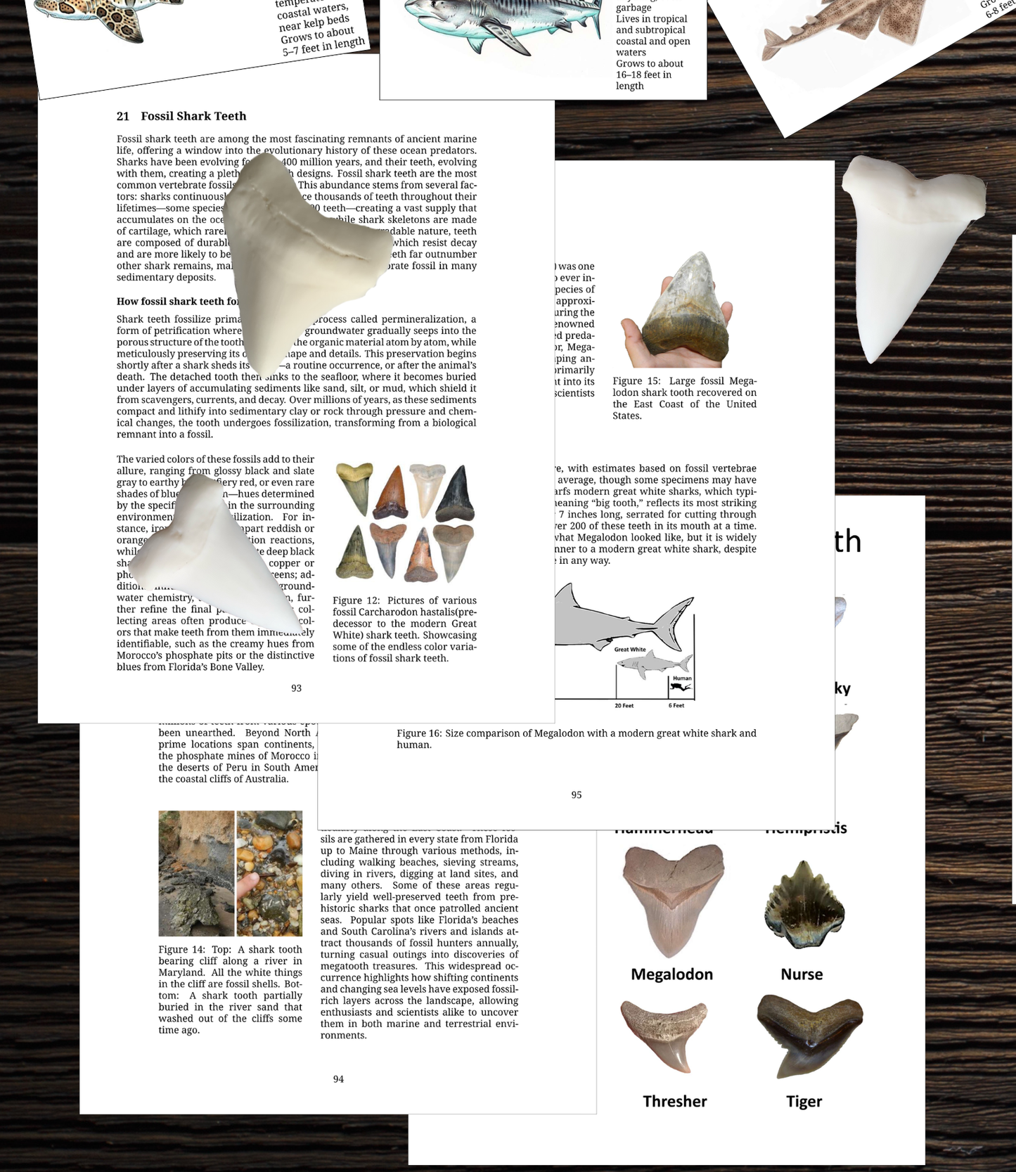 Printable Shark Unit Study (109 Pages) | Marine Biology, Anatomy, Flashcards & Fossil Tooth Guide