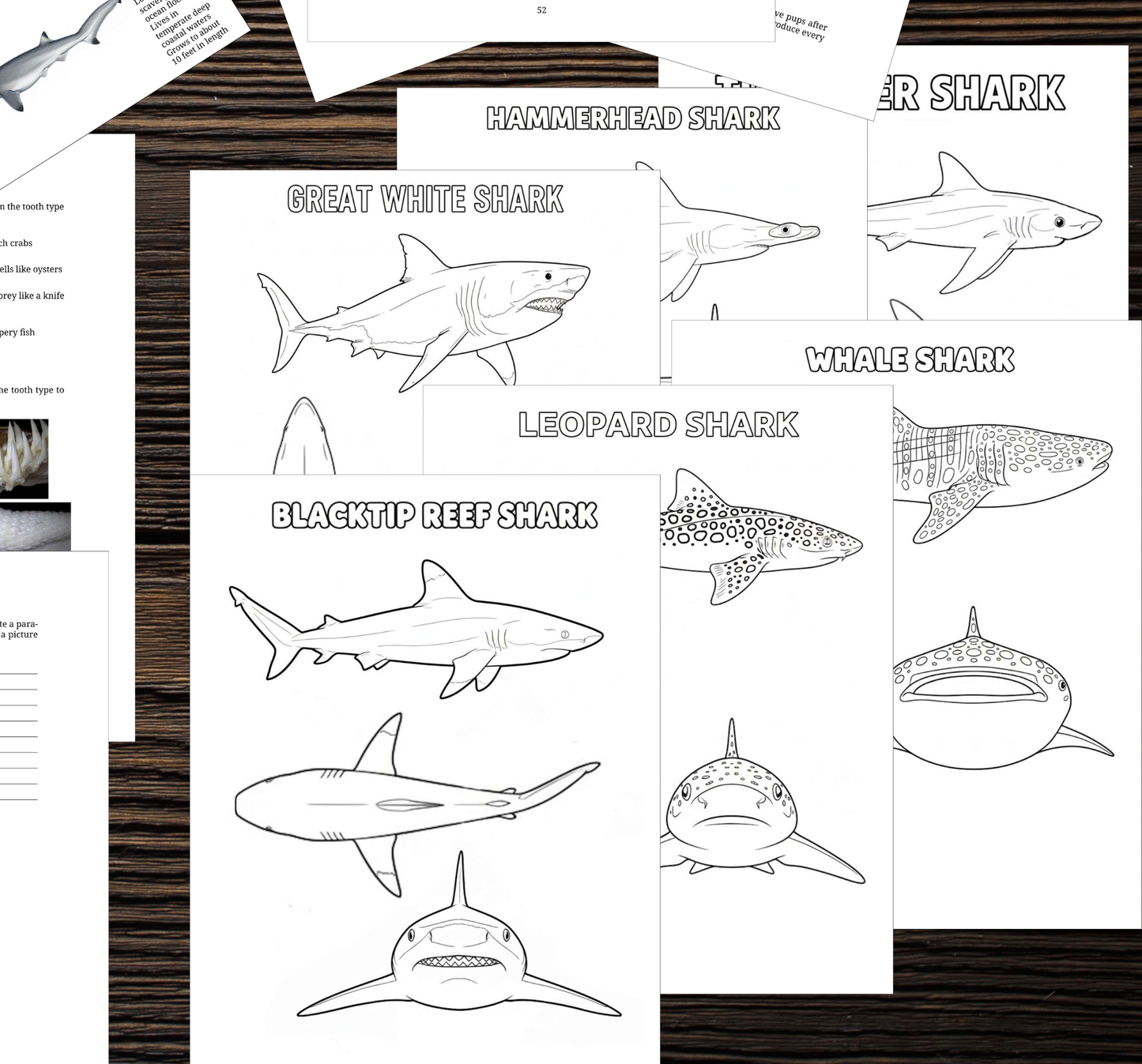 Printable Shark Unit Study (109 Pages) | Marine Biology, Anatomy, Flashcards & Fossil Tooth Guide