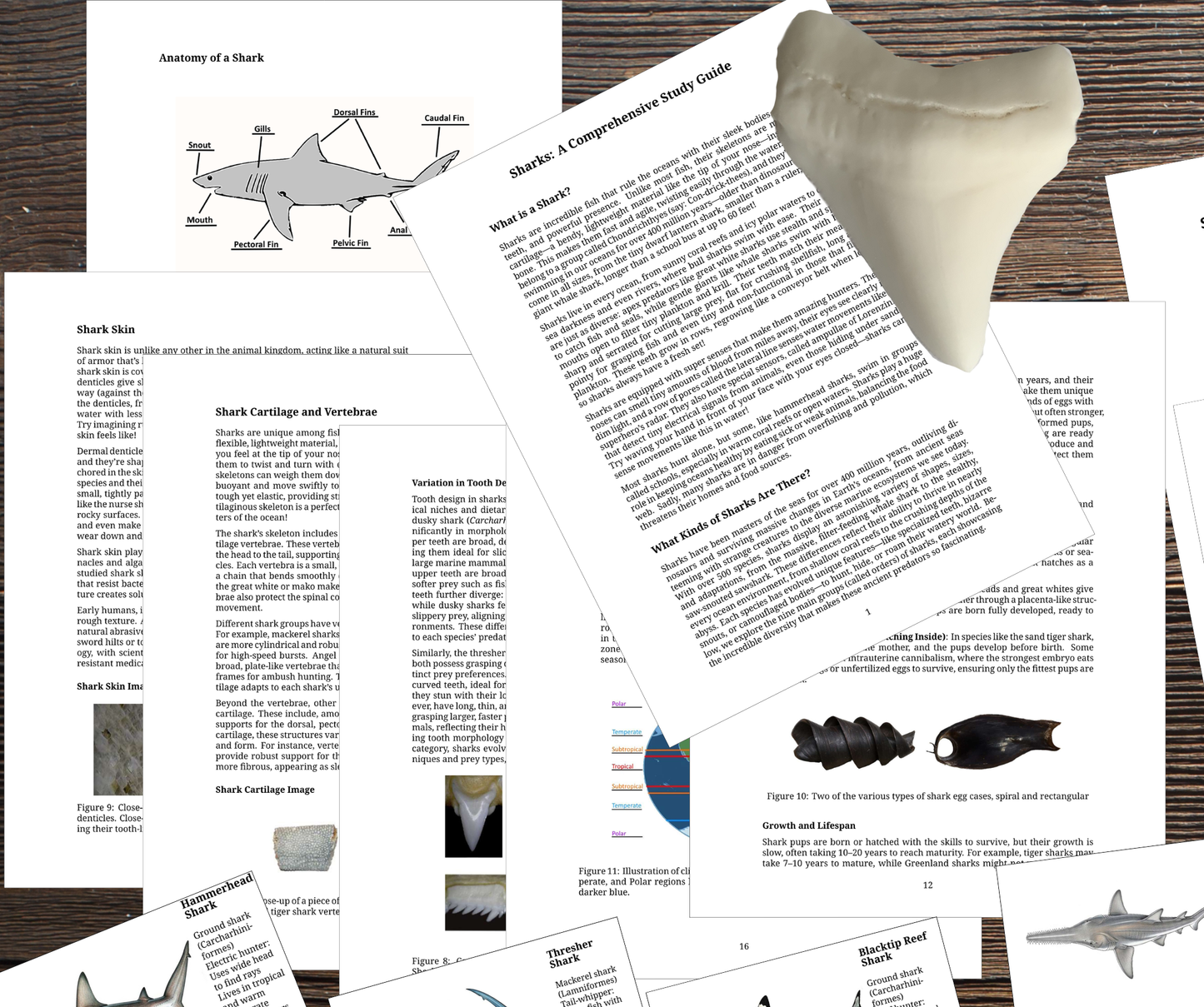 Printable Shark Unit Study (109 Pages) | Marine Biology, Anatomy, Flashcards & Fossil Tooth Guide