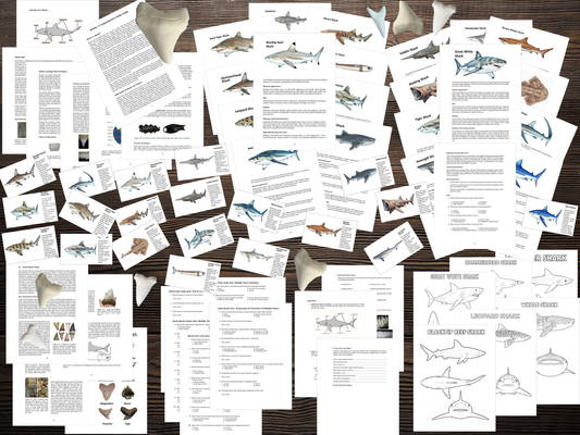 Printable Shark Unit Study (109 Pages) | Marine Biology, Anatomy, Flashcards & Fossil Tooth Guide