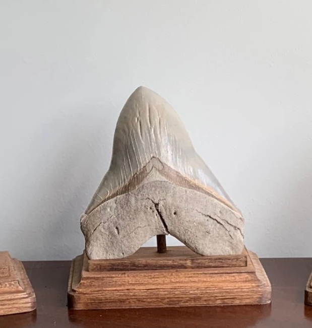 Megalodon Fossil Shark Tooth Stand Rectangular -Stained Early American