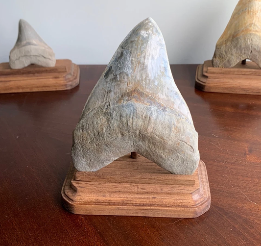 Megalodon Shark Tooth Stand Rectangular with Clipped Corners -Stained Early American
