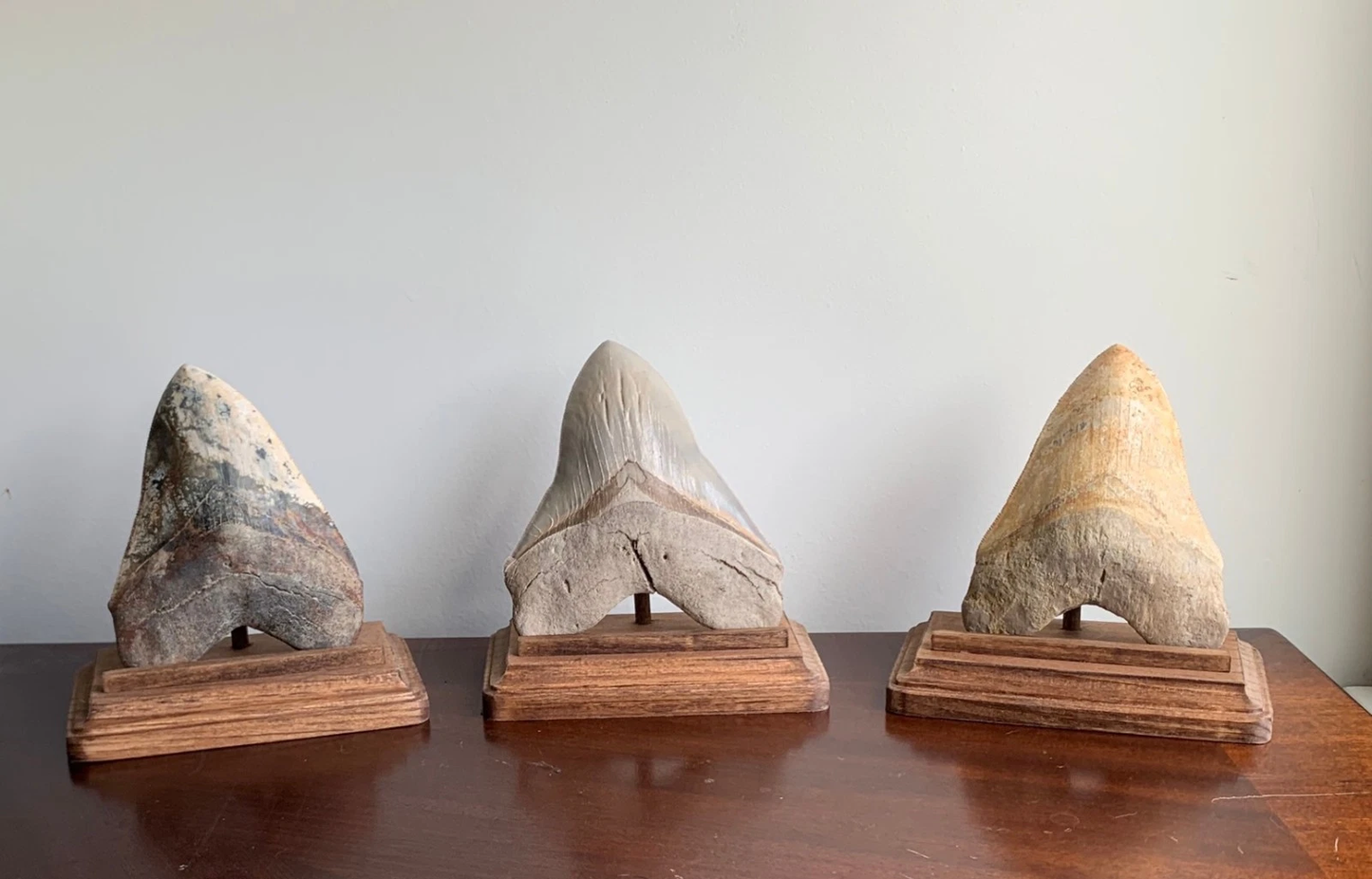 Megalodon Fossil Shark Tooth Stand Rectangular -Stained Early American