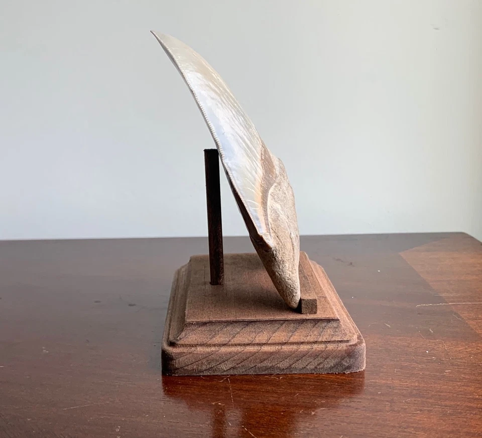 Megalodon Fossil Shark Tooth Stand Rectangular -Stained Early American