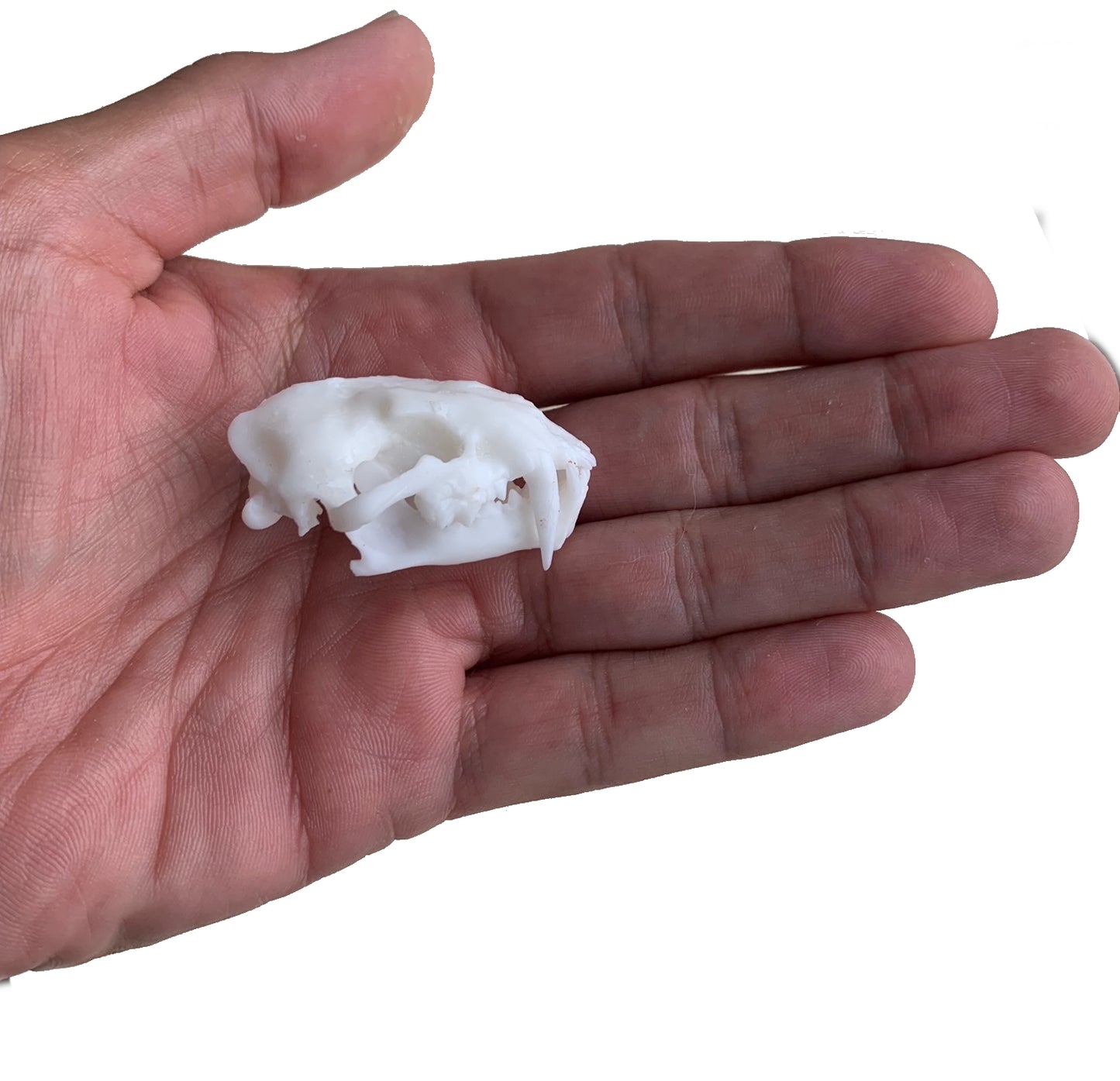 Juvenile Dinictis Felina skull false saber cat