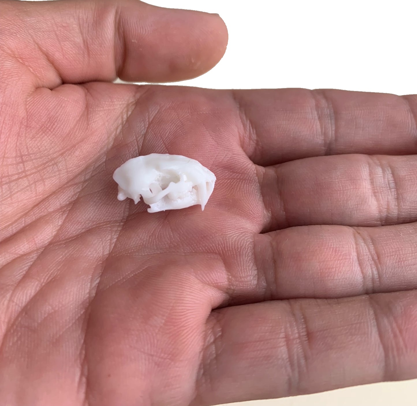 Juvenile Dinictis Felina skull false saber cat