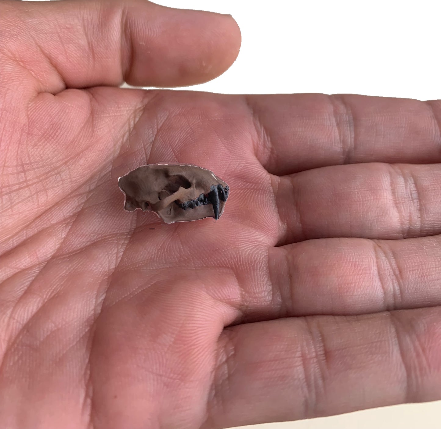 Juvenile Dinictis Felina skull false saber cat