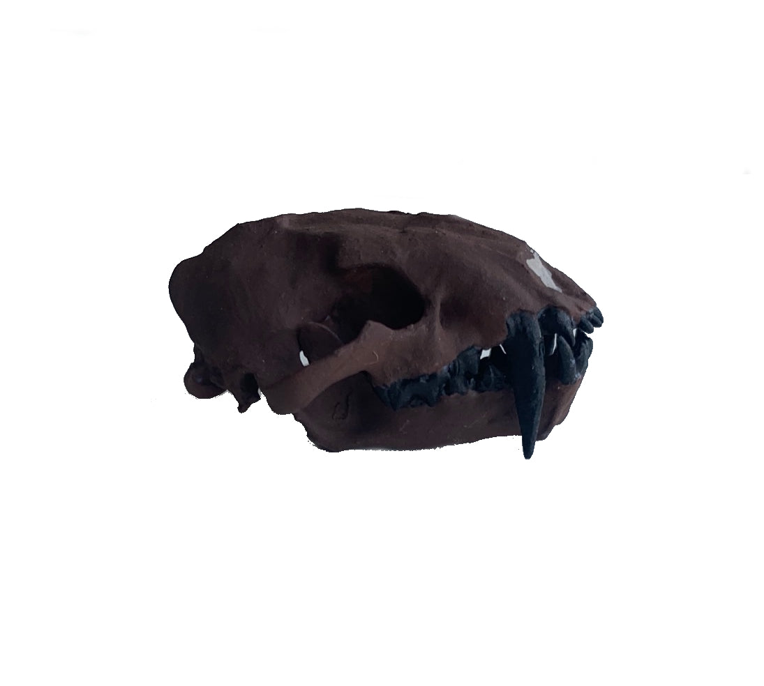 Juvenile Dinictis Felina skull false saber cat