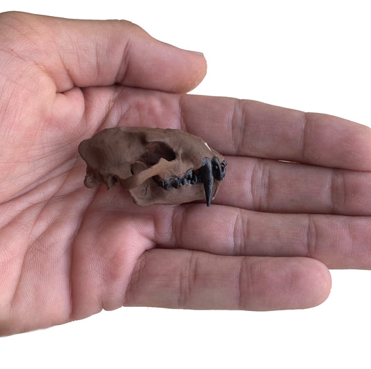 Dinictis Felina False Saber Tooth Cat Skull Replica Miniature 1:3 or 1:6 Scale Painted and Unpainted Resin Fossil Cast