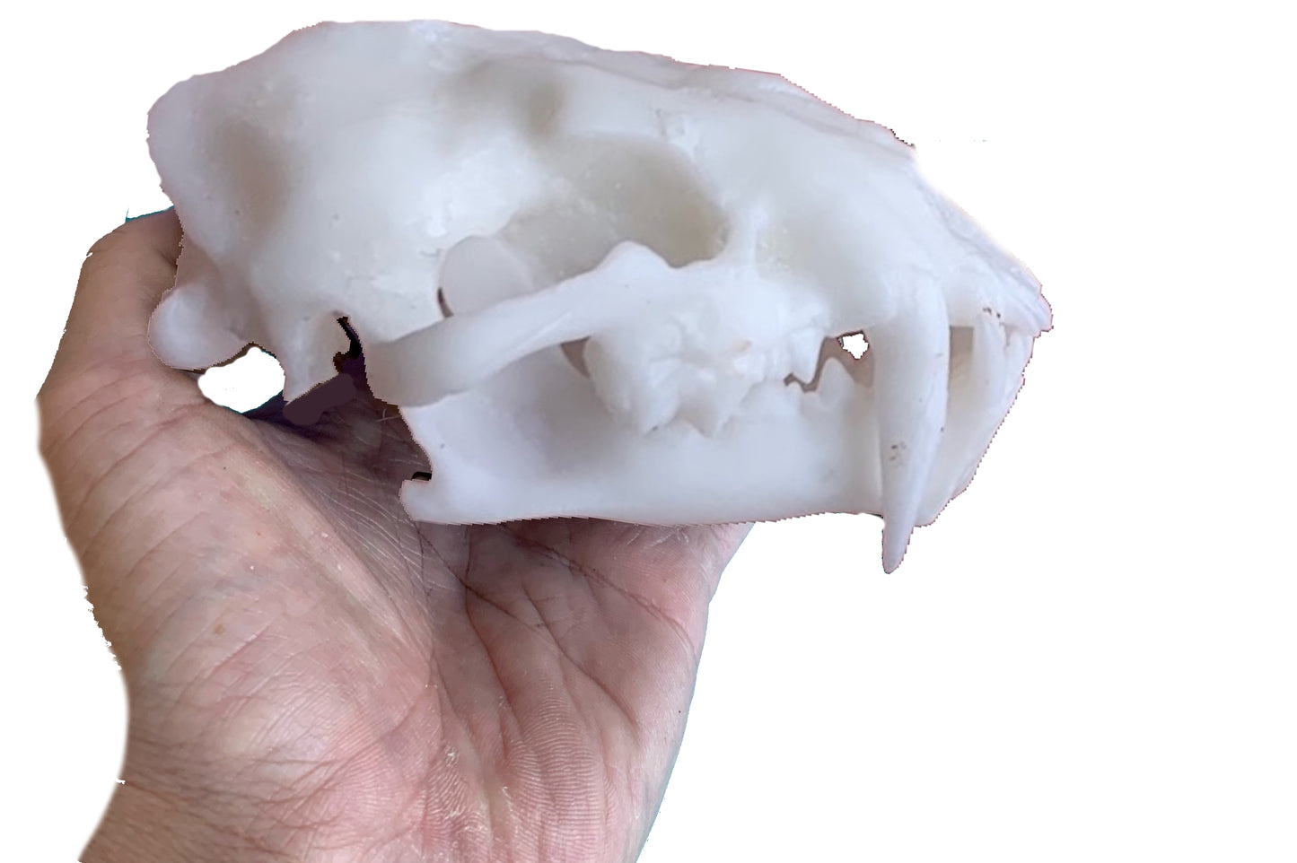Juvenile Dinictis Felina skull false saber cat